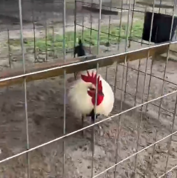 Harold Brown Grey $700 each