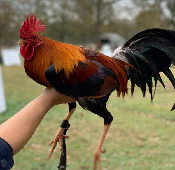 Larry Romero Albany 0