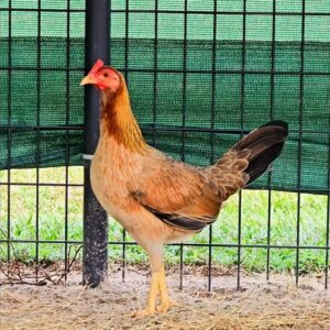 Larry Romero Albany pullet 0