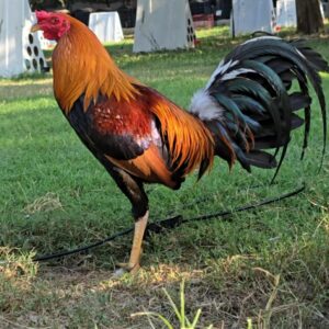 Larry Romero Kelso 0