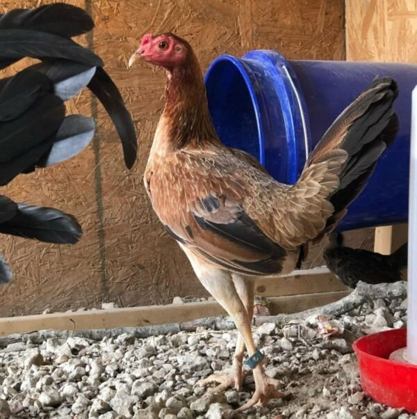 Larry Romero Kelso pullet 0