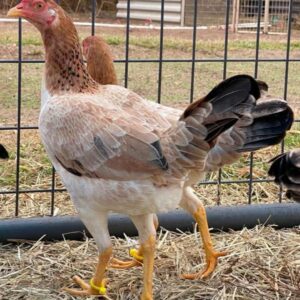 Yellow leg hatch $700 each rooster $600 each pullet