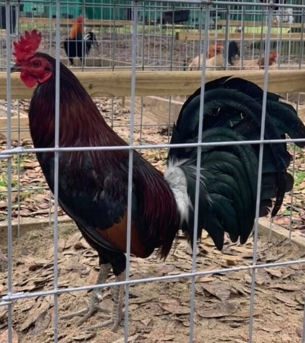 Larry Romero dark side McLean 0