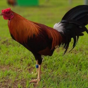 Larry Romero raptor Sweater 0