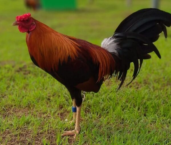 Larry Romero raptor Sweater 0