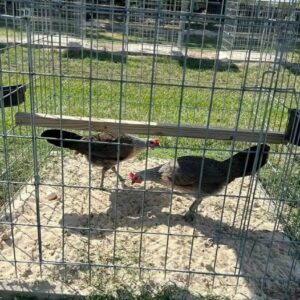 Larry Romero regular grey pullets 0 cost price of each head.