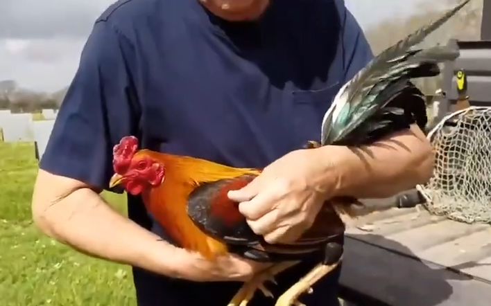 Pure Sweater rooster $700