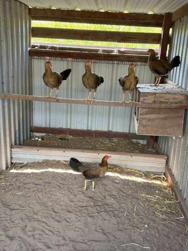 Pure kelso pullet $600